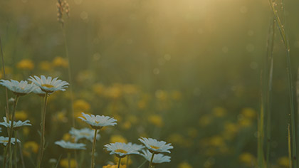 Summer Wildflowers Daisy Closeup